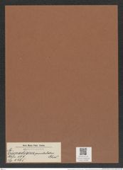 Eupodiscus puntulatus Grev. (de-Toni-Nr.: Genus 177, Species 4465) Zeichnungen Sammlung Grunow Mappe 04389 (Herbarium_W_Grunow_drawings_Folder_04389)